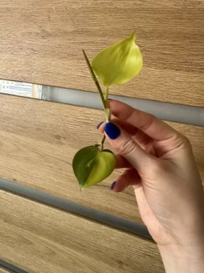 Philodendron brasil carnival