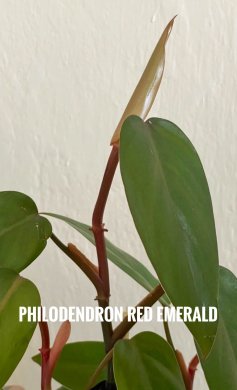 Řízek Philodendron Red Emerald