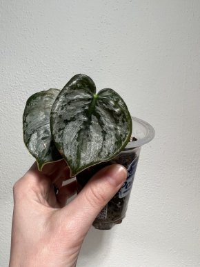 Philodendron brandtianum
