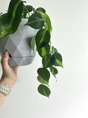 Philodendron Scandens 'Brasil' - čerstvý stonkový řízek