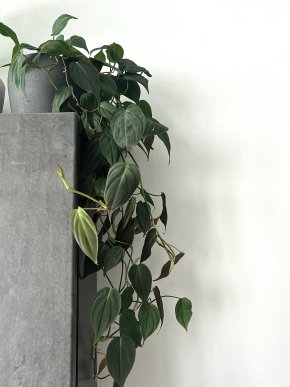 Philodendron Scandens 'Micans' - čerstvý stonkový řízek