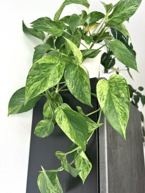 Epipremnum Marble Queen - čerstvý stonkový řízek