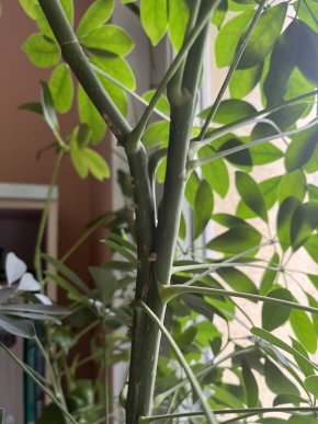 Schefflera arboricola- řízky