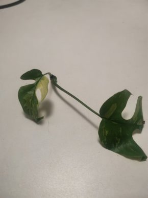 Rhaphidophora tetrasperma variegata řízek