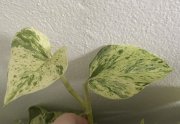 IMG_1731.jpeg