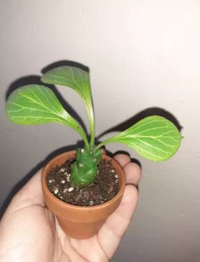 Euphorbia ritchiei
