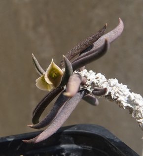 Sukulent, Euphorbia cylindrifolia