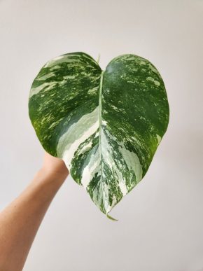 Monstera Deliciosa Albo Variegata