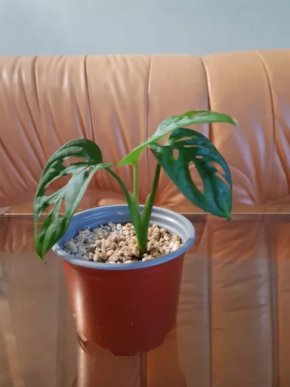 Monstera adansonii monkey mask