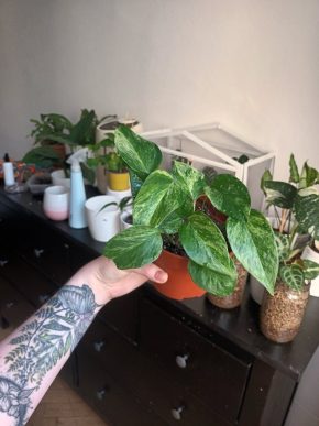 Epipremnum Marble Queen