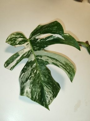 Monstera deliciosa albo