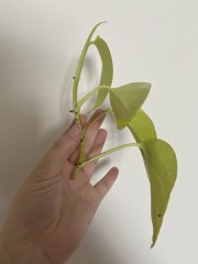 IMG_1817.jpeg