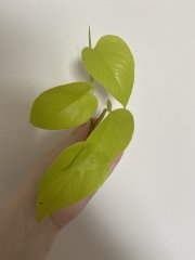 IMG_1816.jpeg