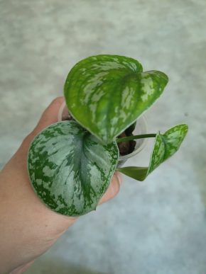 Scindapsus Pictus Exotica
