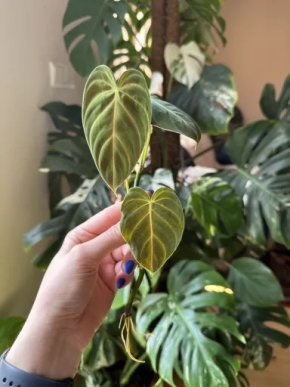 Philodendron splendid