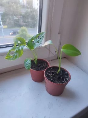Baby set: Monstera Adansonii + Monstera Deliciosa