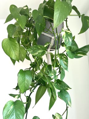 Epipremnum Aureum Golden - čerstvý stonkový řízek