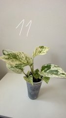 IMG_0732.jpeg