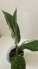 IMG_0727.jpeg