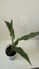 IMG_0728.jpeg