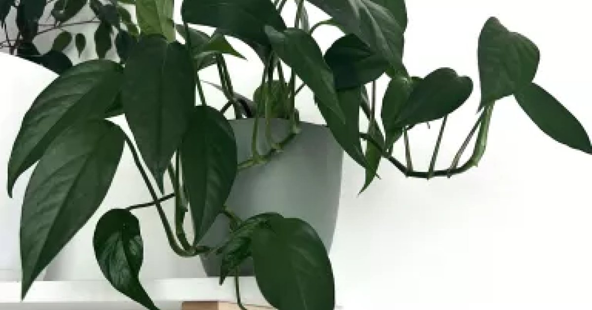 Epipremnum Pinnatum Blue Form - čerstvý stonkový řízek | Aukce rostlin