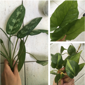 Trio nenáročných rastliniek - syngonium, aglaonema, brazil