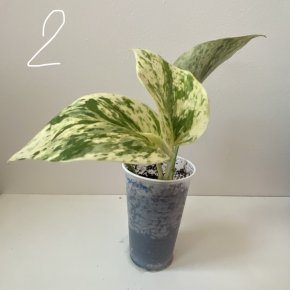Epipremnum Snow Queen