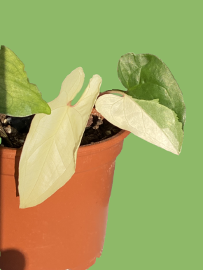 Syngonium Variegata (řízek)