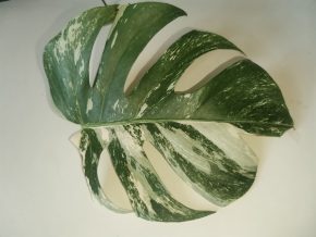 Monstera deliciosa albo - začíná kořenit