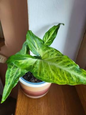 Syngonium sadička