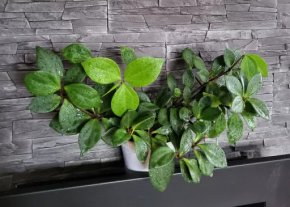 Peperomia Hope sadička