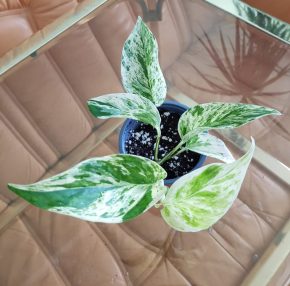 Epipremnum snow queen
