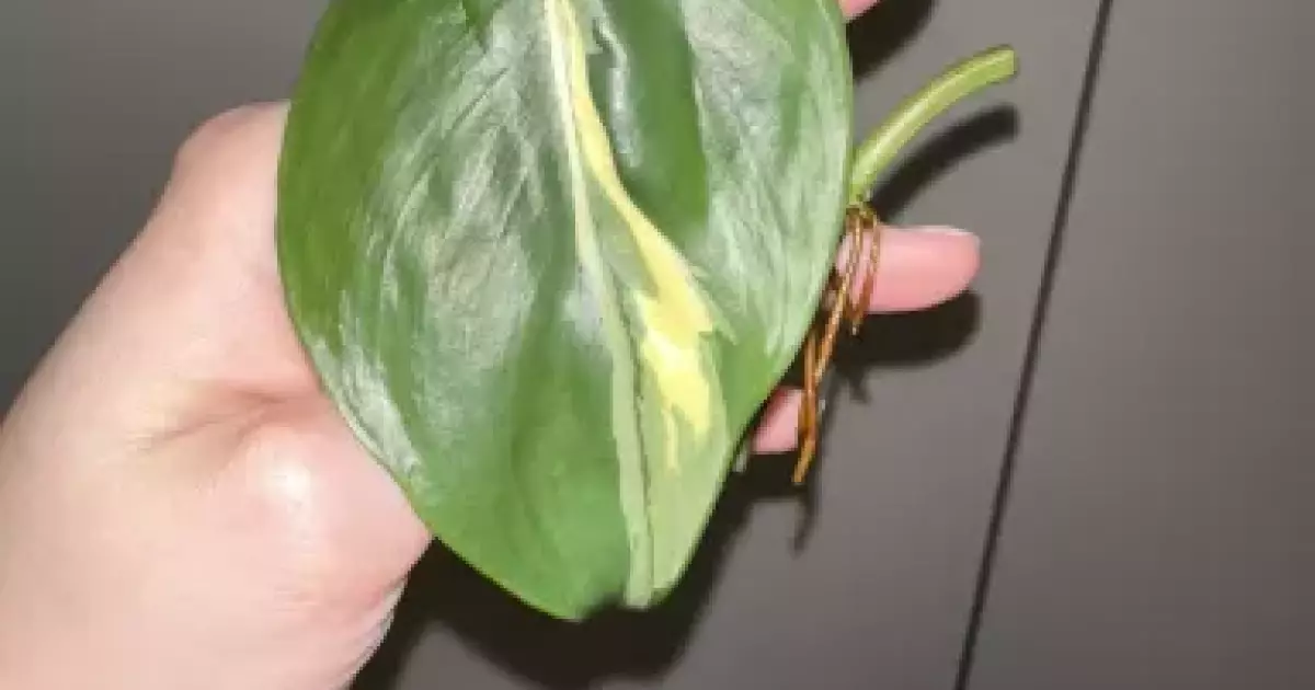 Philodendron Rio Rotten Philodendron Rio | Aukce rostlin