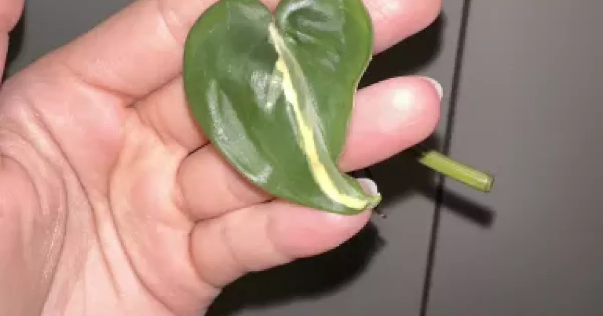 Philodendron Rio Rotten Philodendron Rio | Aukce rostlin