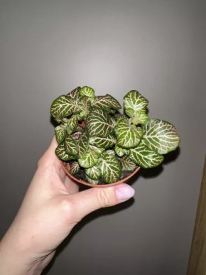Fittonia