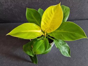Philodendron moonlight