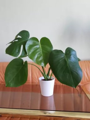 Monstera deliciosa