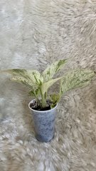 IMG_0791.jpeg