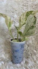 IMG_0793.jpeg