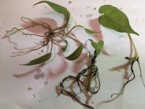 Trio mimin pre piplačov - philodendron Micans, philodendron splendid, monstera siltepecana
