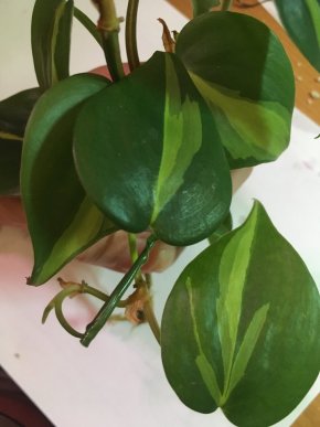 Filodendron brazil