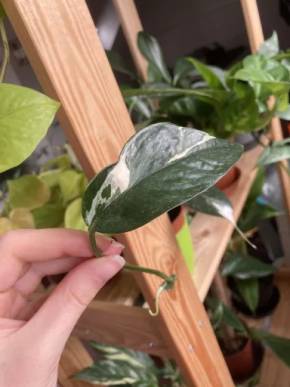 Epipremnum pinnatum albo variegeta - řízek