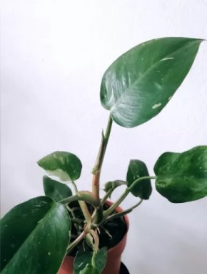 Philodendron White Princess