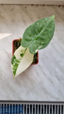 Alocasia micholitziana "Frydek" variegated