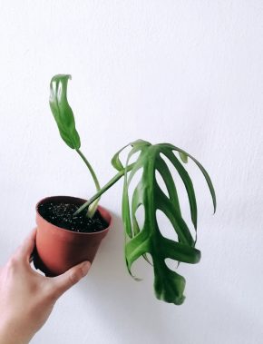 Philodendron Elegans 02