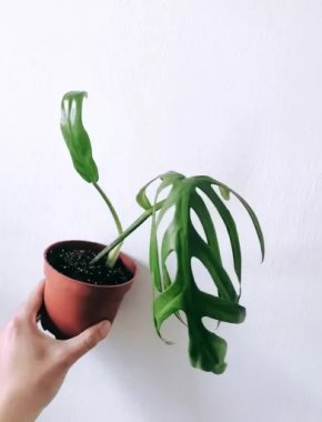Philodendron Elegans 02