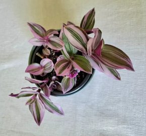 Tradescantia Nanouk (voděnka), předání v Praze
