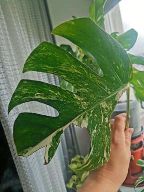Monstera deliciosa albo - začíná kořenit
