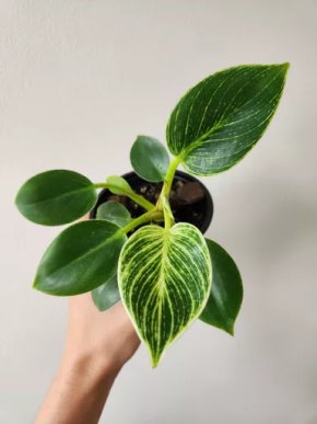 Philodendron Birkin (A)