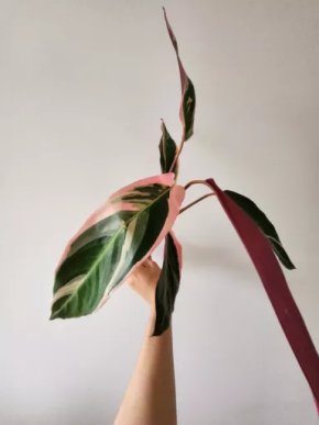 Stromanthe Triostar